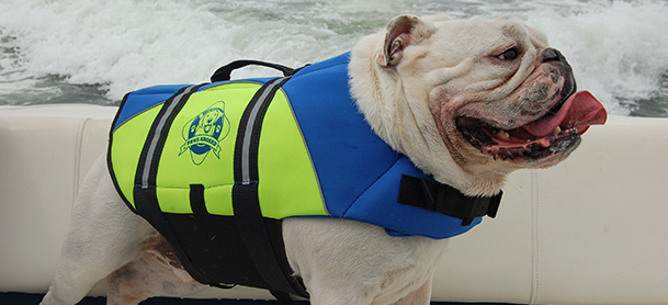 dog in a dog life jacket